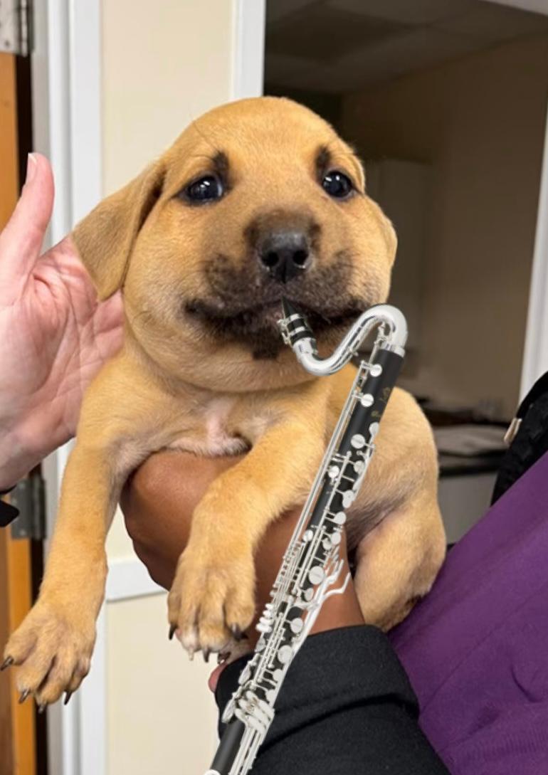Bilde av en hund som spille bassklarinett